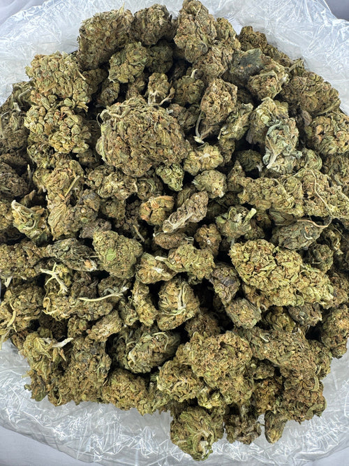 Mochi Gelato - BULK - Indoor
