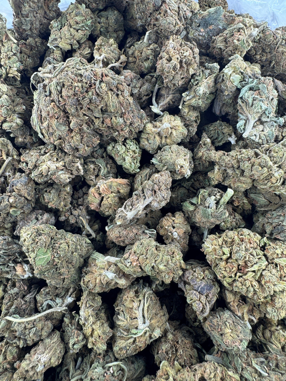 Mochi Gelato - Indoor