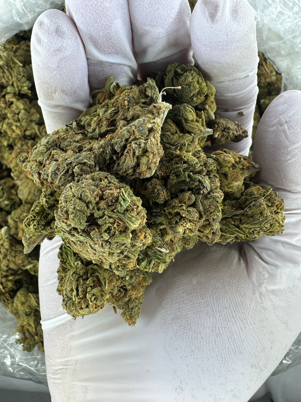 Bubba Candy - BULK - Indoor