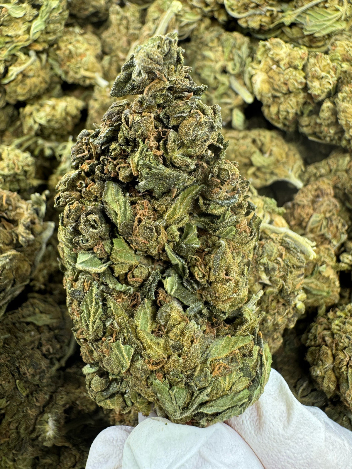 Biscotti Cake - BULK - Indoor