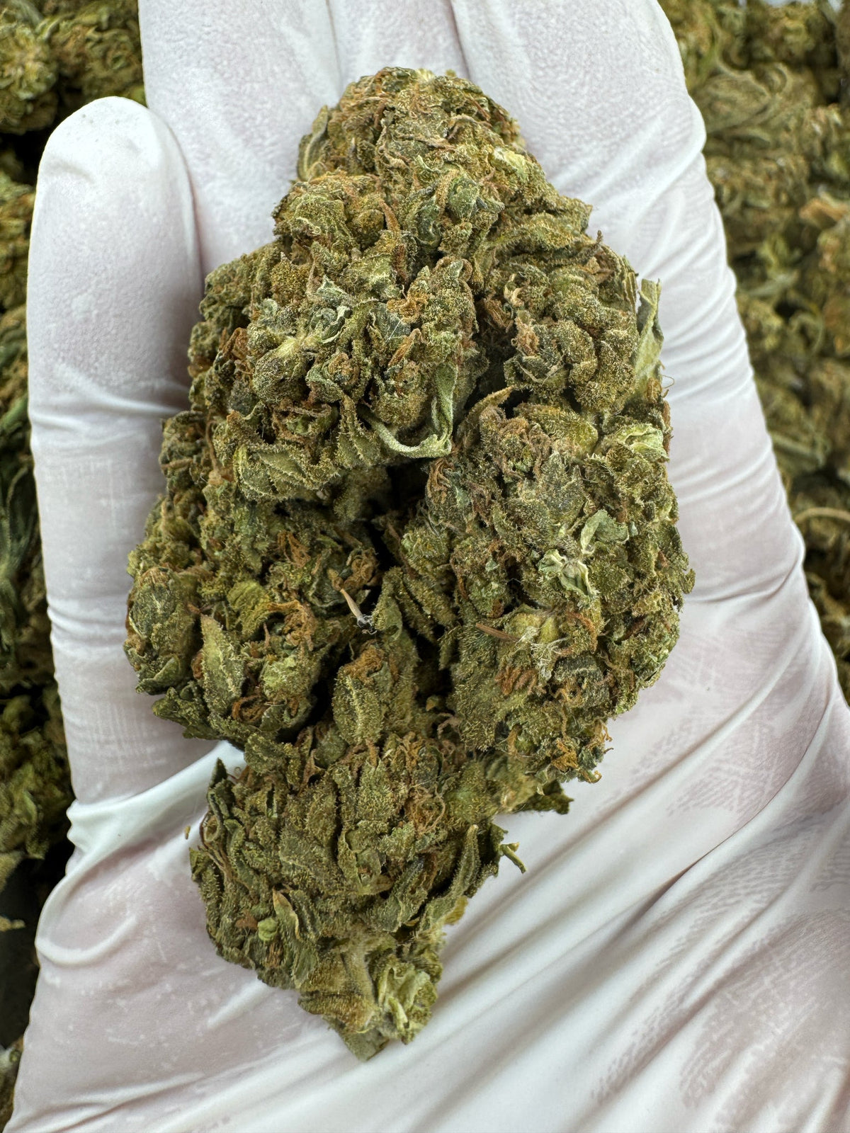 Blueberry Lemon Bars - BULK - Indoor