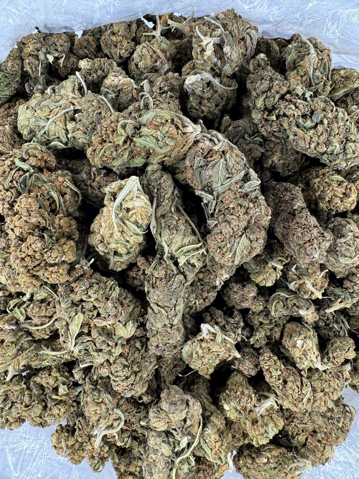 Grape Zkittles - Indoor