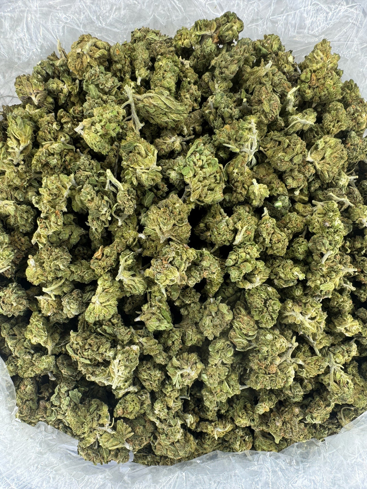 Berry Gelato - Indoor - SMALLS
