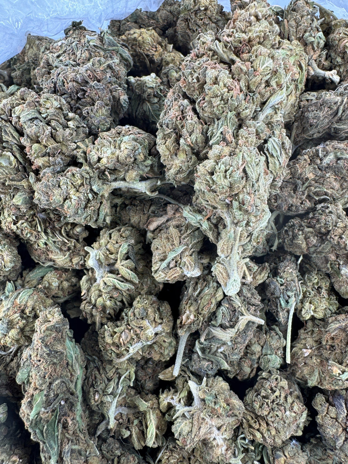 Blueberry Lemon Bars - BULK - Indoor