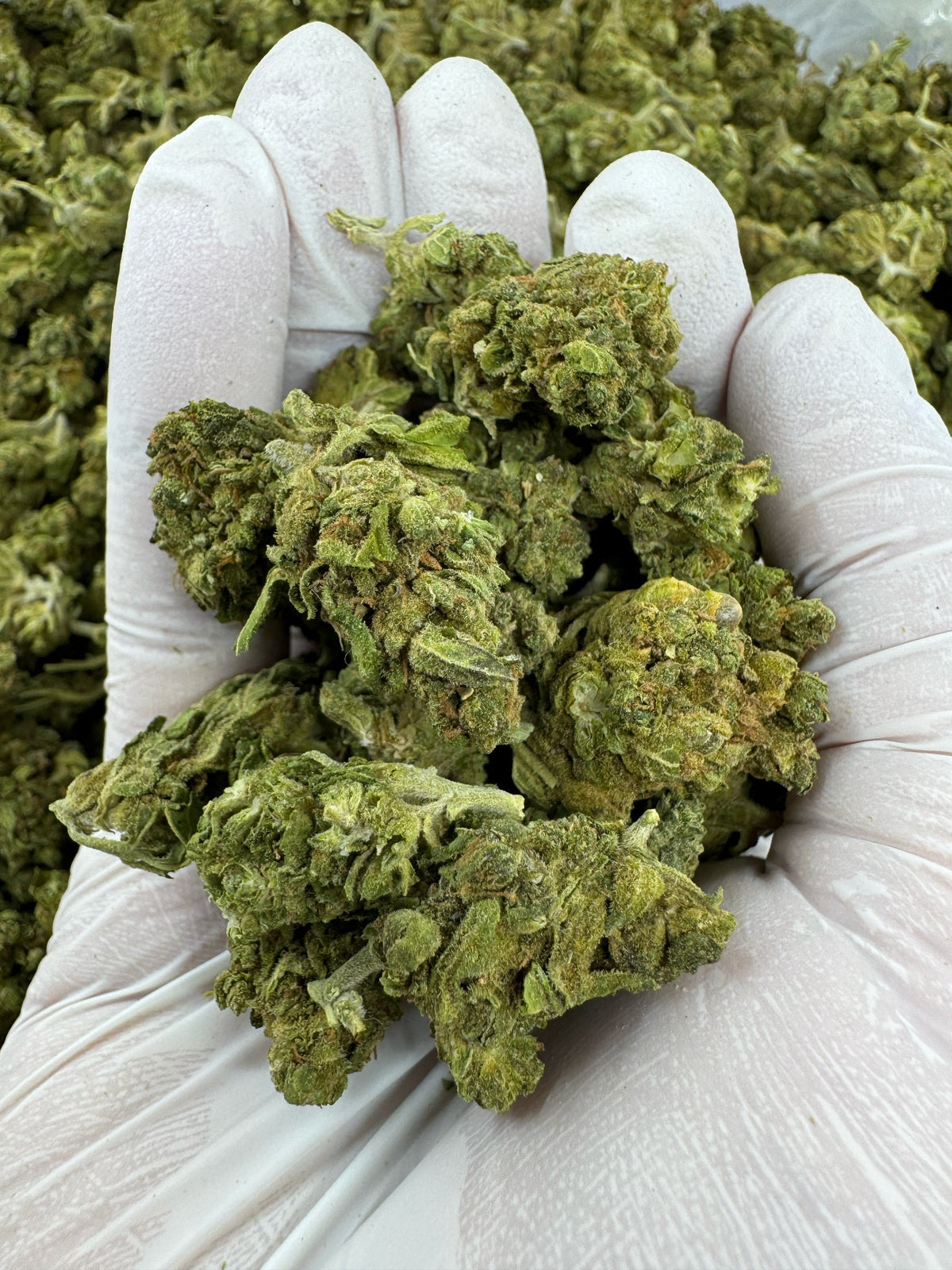 Grape Razzberry - BULK - SMALLS - Indoor
