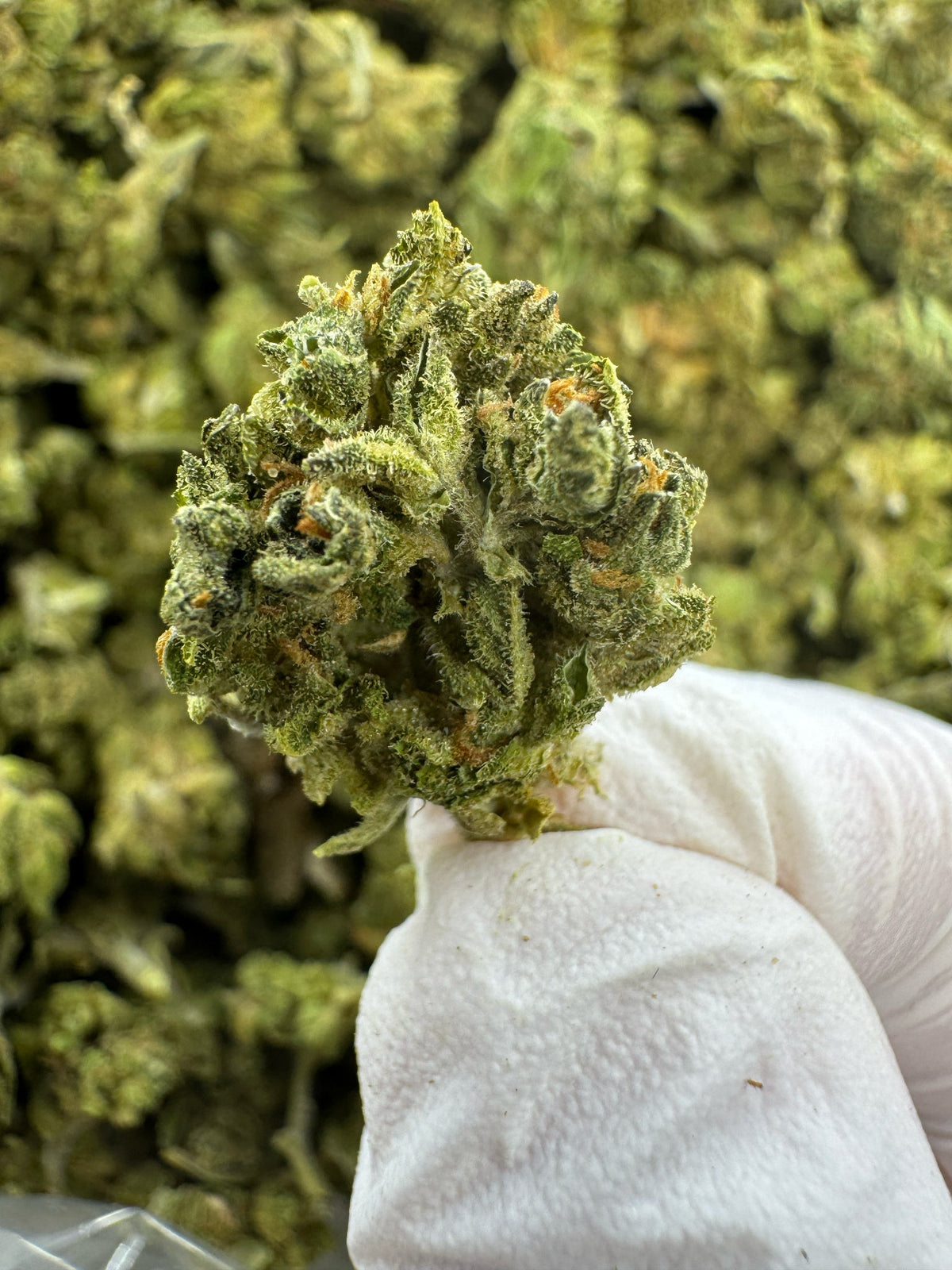 Lava Cake - Indoor - SMALLS