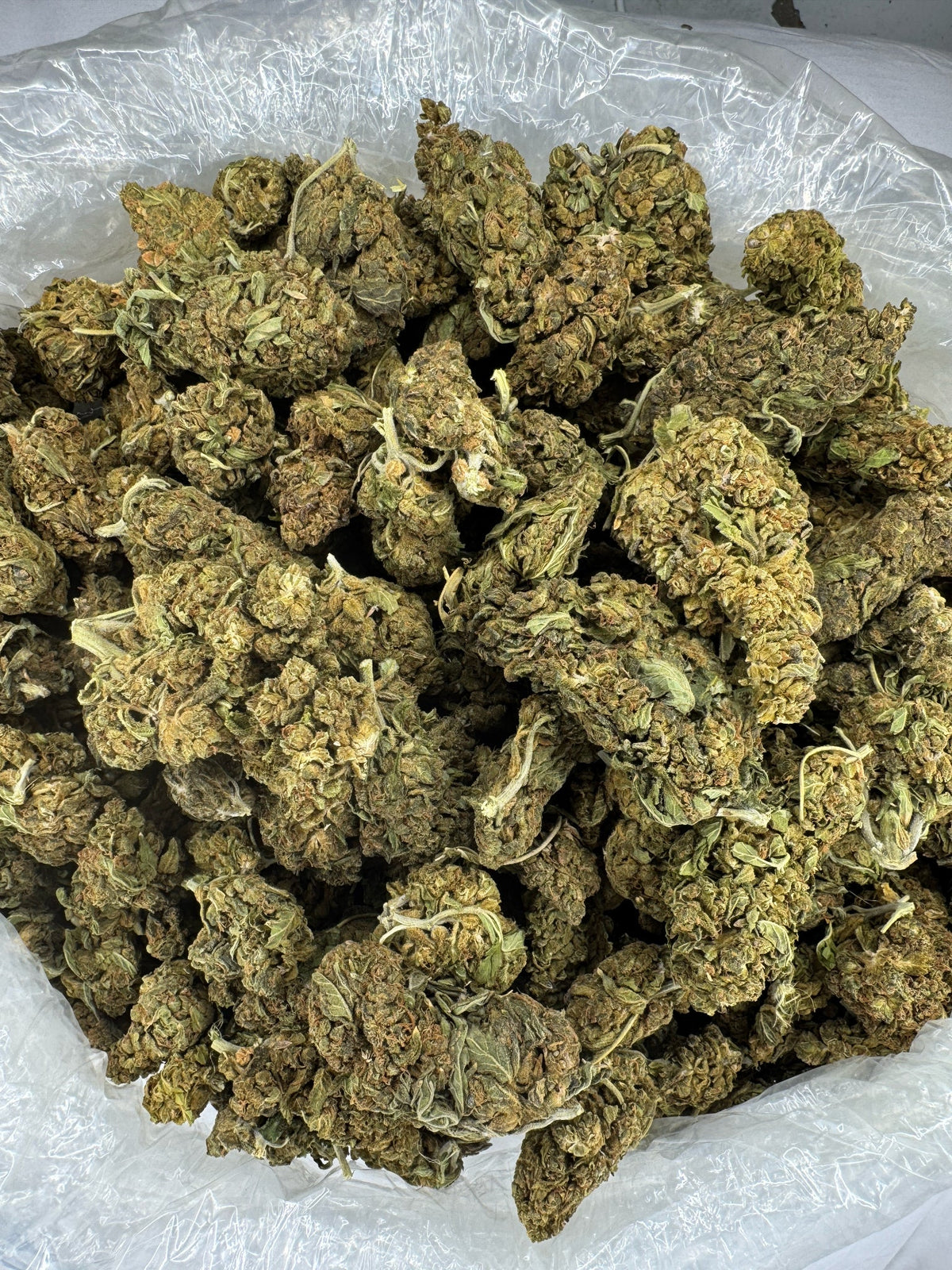 Biscotti Cake - BULK - Indoor