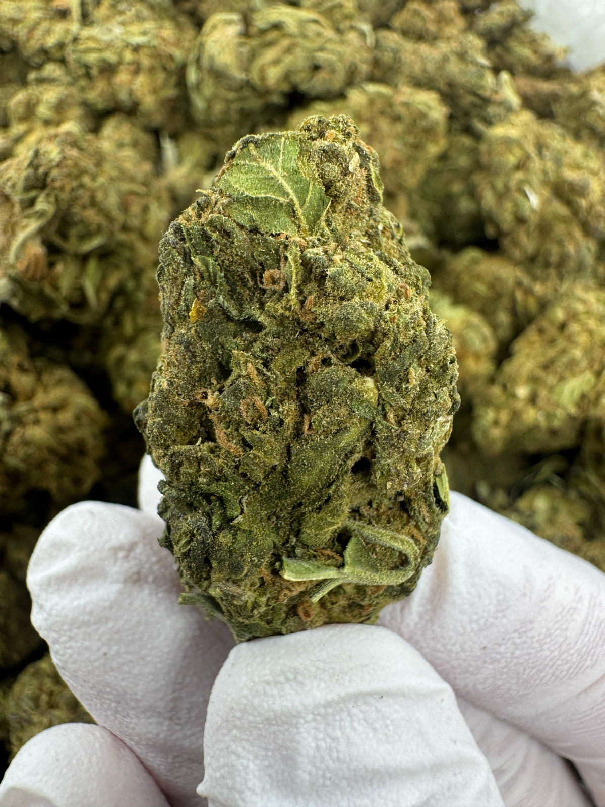 Bubba Candy - BULK - Indoor