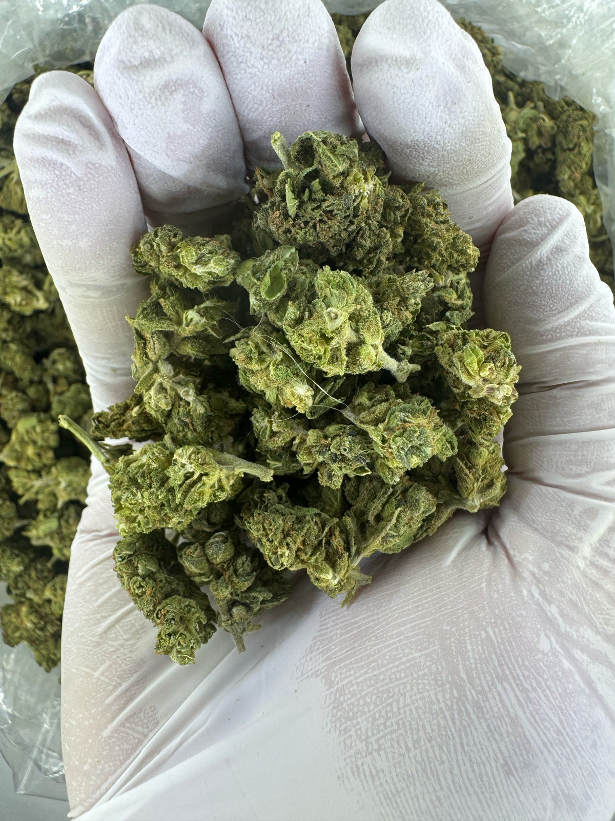 Berry Gelato - Indoor - SMALLS