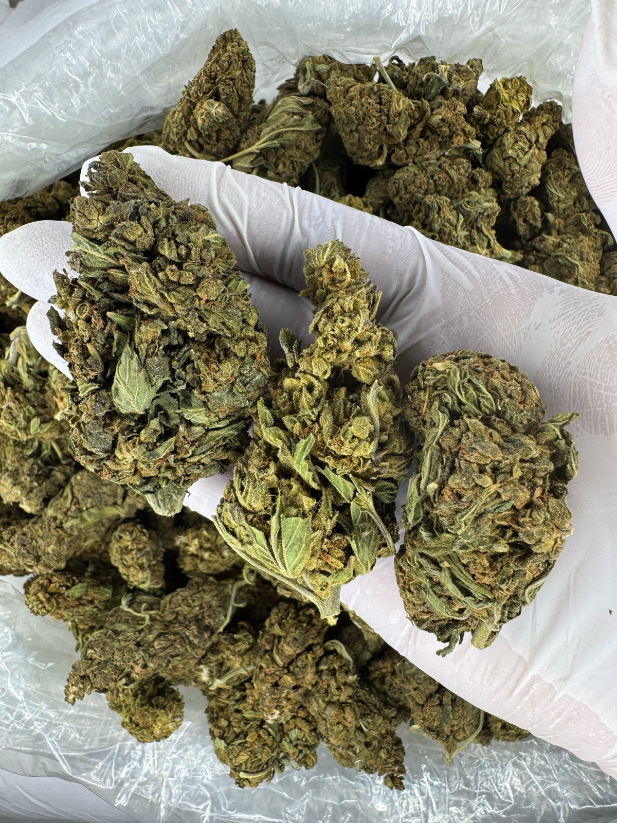 Biscotti Cake - BULK - Indoor