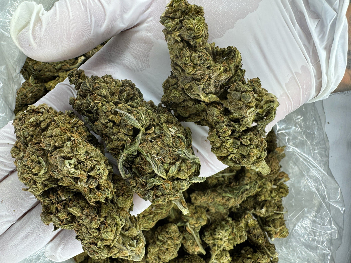 Blueberry Lemon Bars - BULK - Indoor