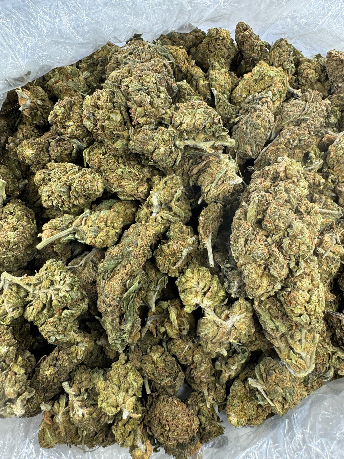 Blueberry Lemon Bars - BULK - Indoor