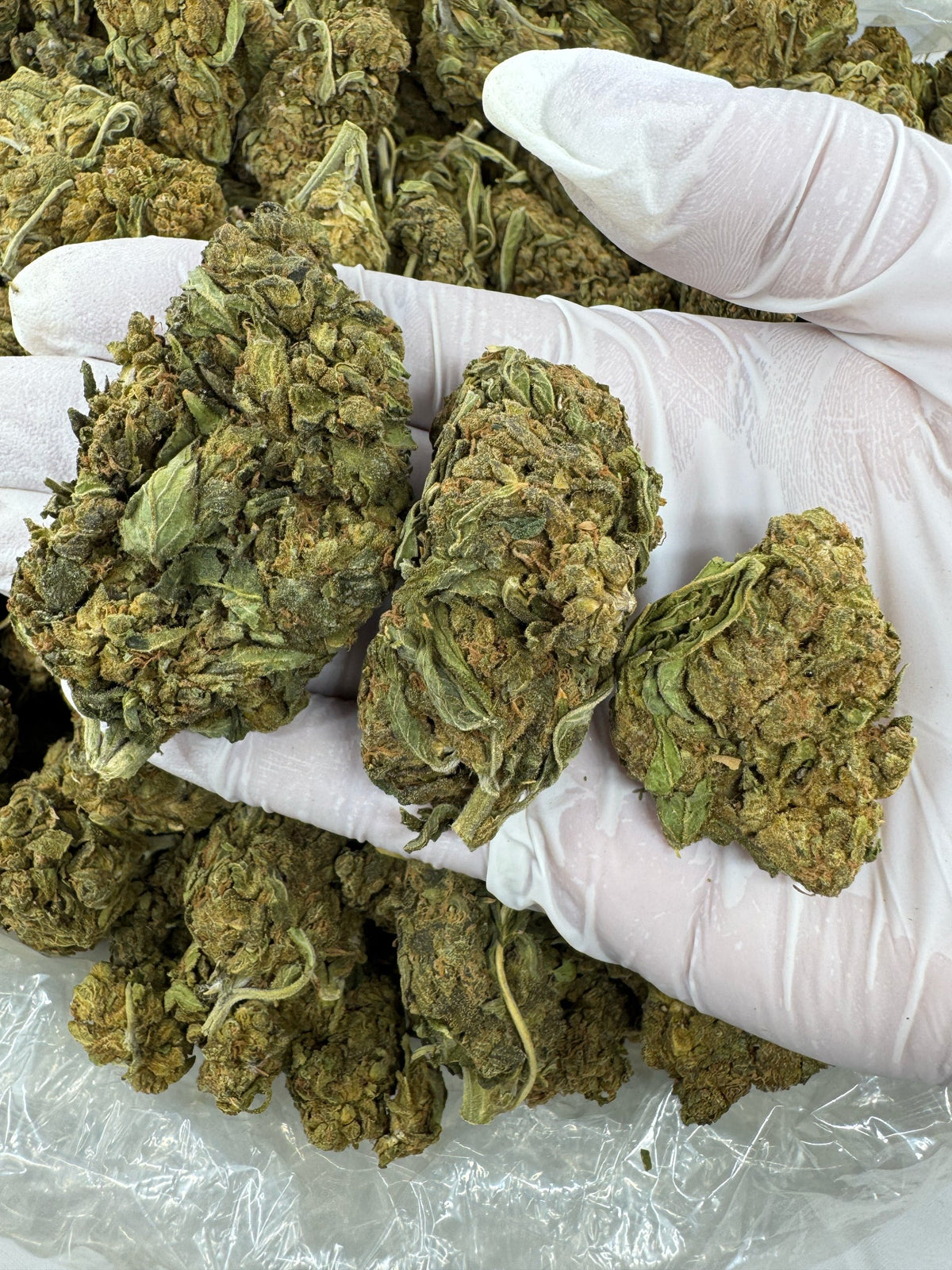 Grape Zkittles - Indoor