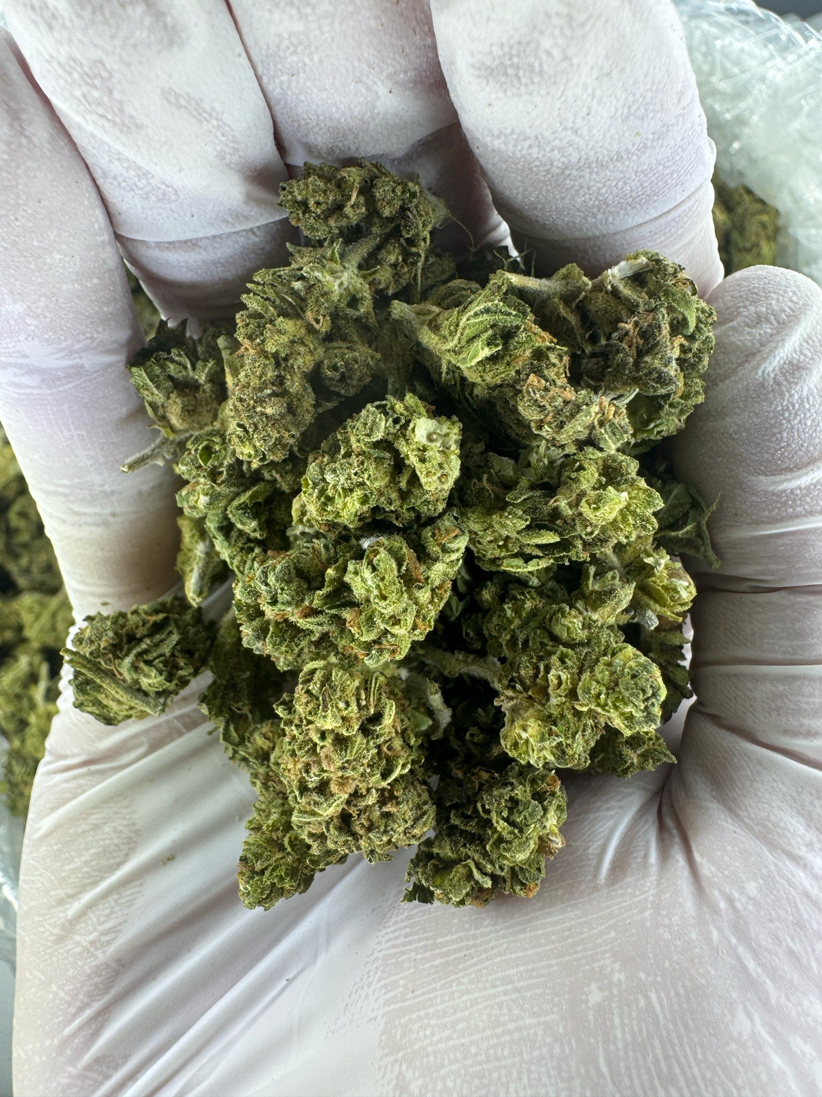 Berry Gelato - Indoor - SMALLS