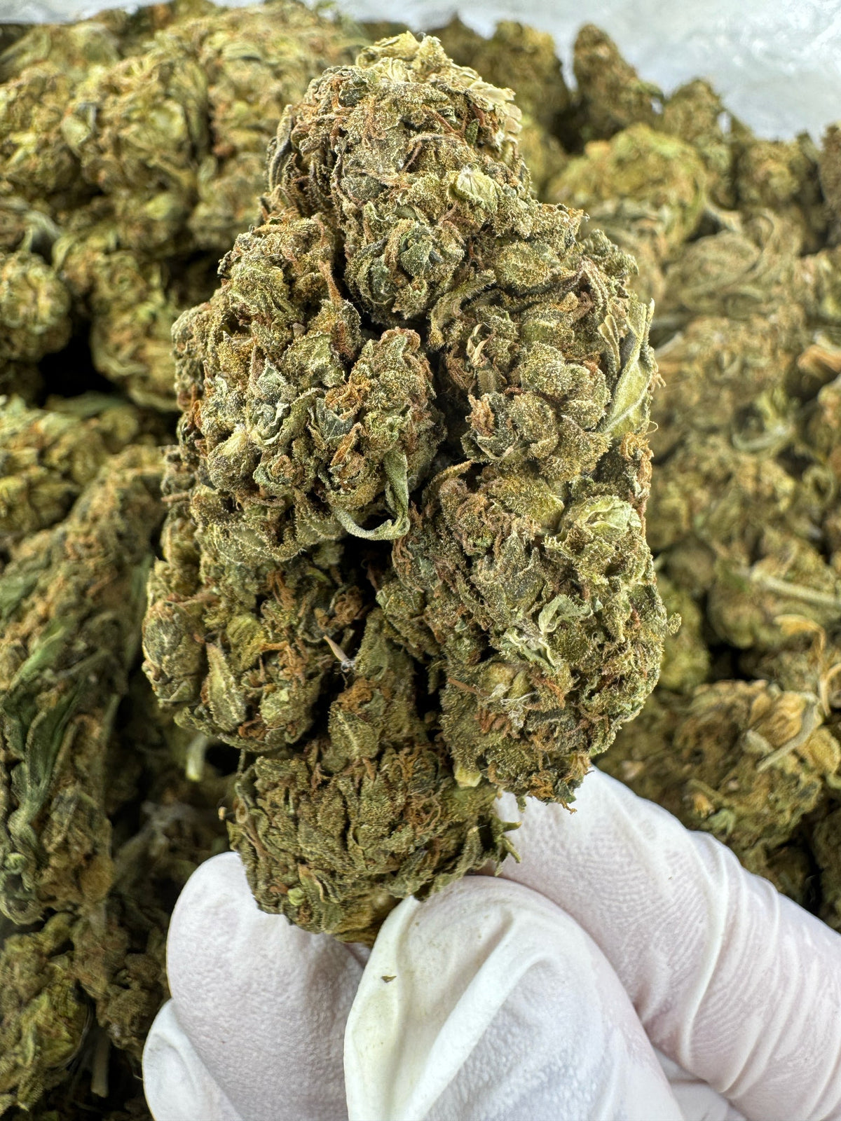 Blueberry Lemon Bars - BULK - Indoor