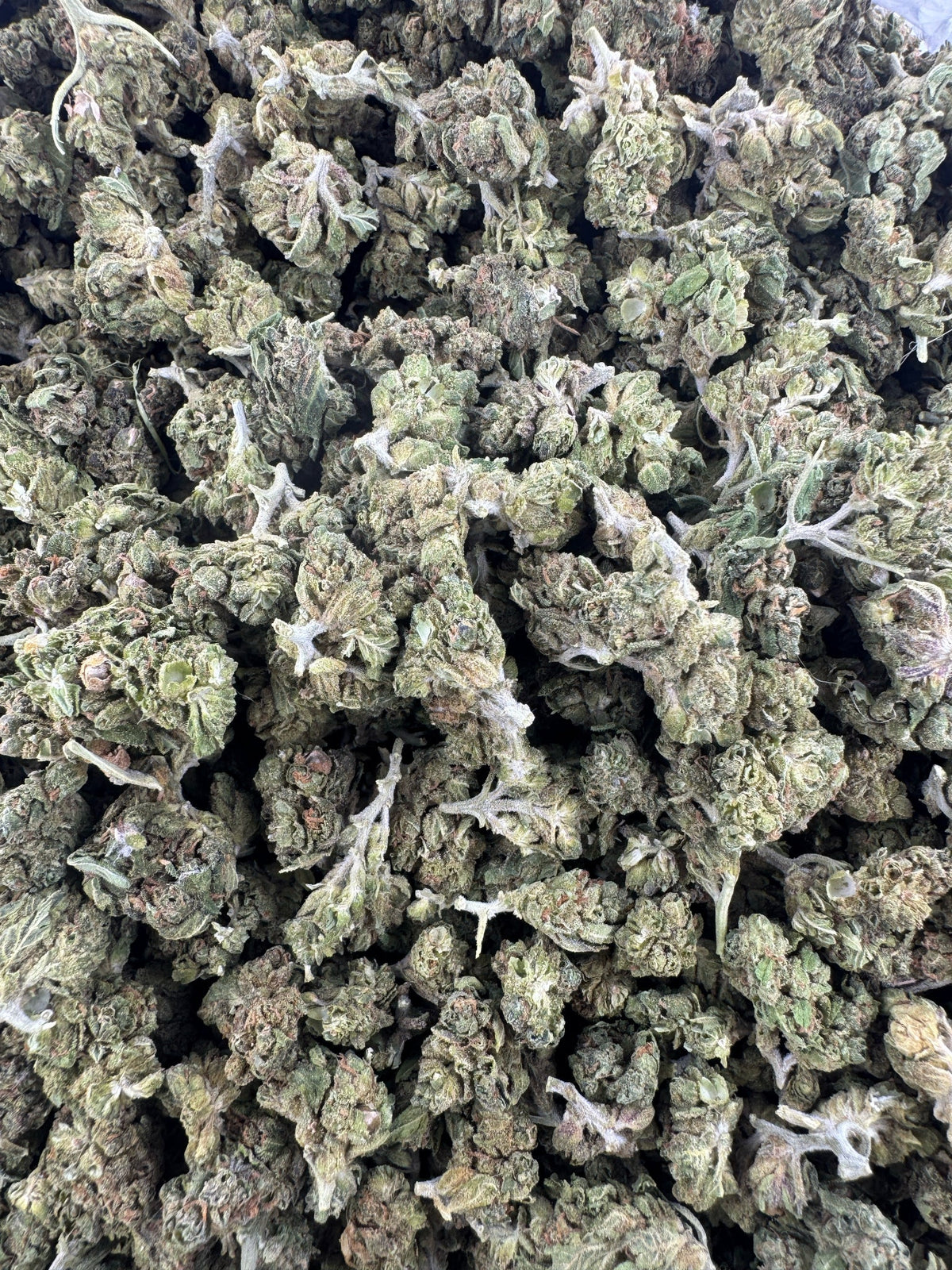 Berry Gelato - Indoor - SMALLS