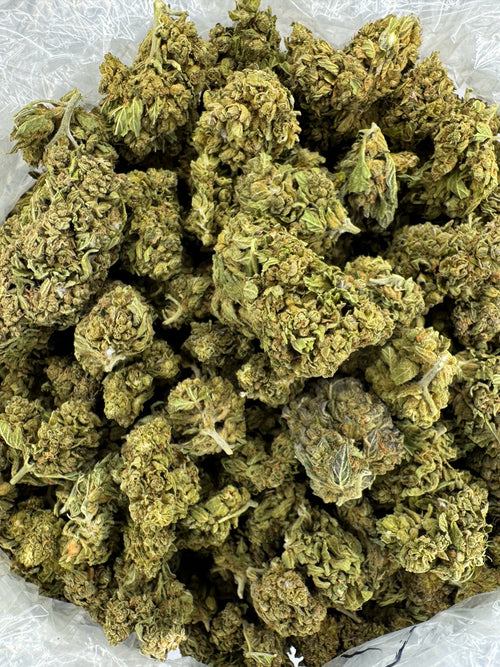 Blueberry Head Smoke - Indoor