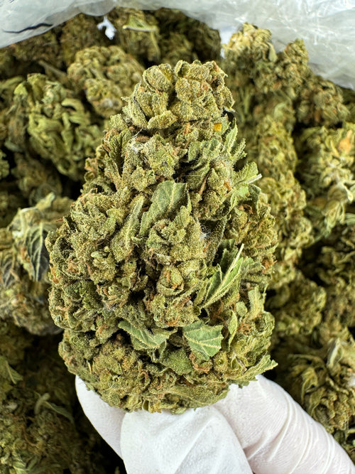 Blueberry Head Smoke - BULK - Indoor