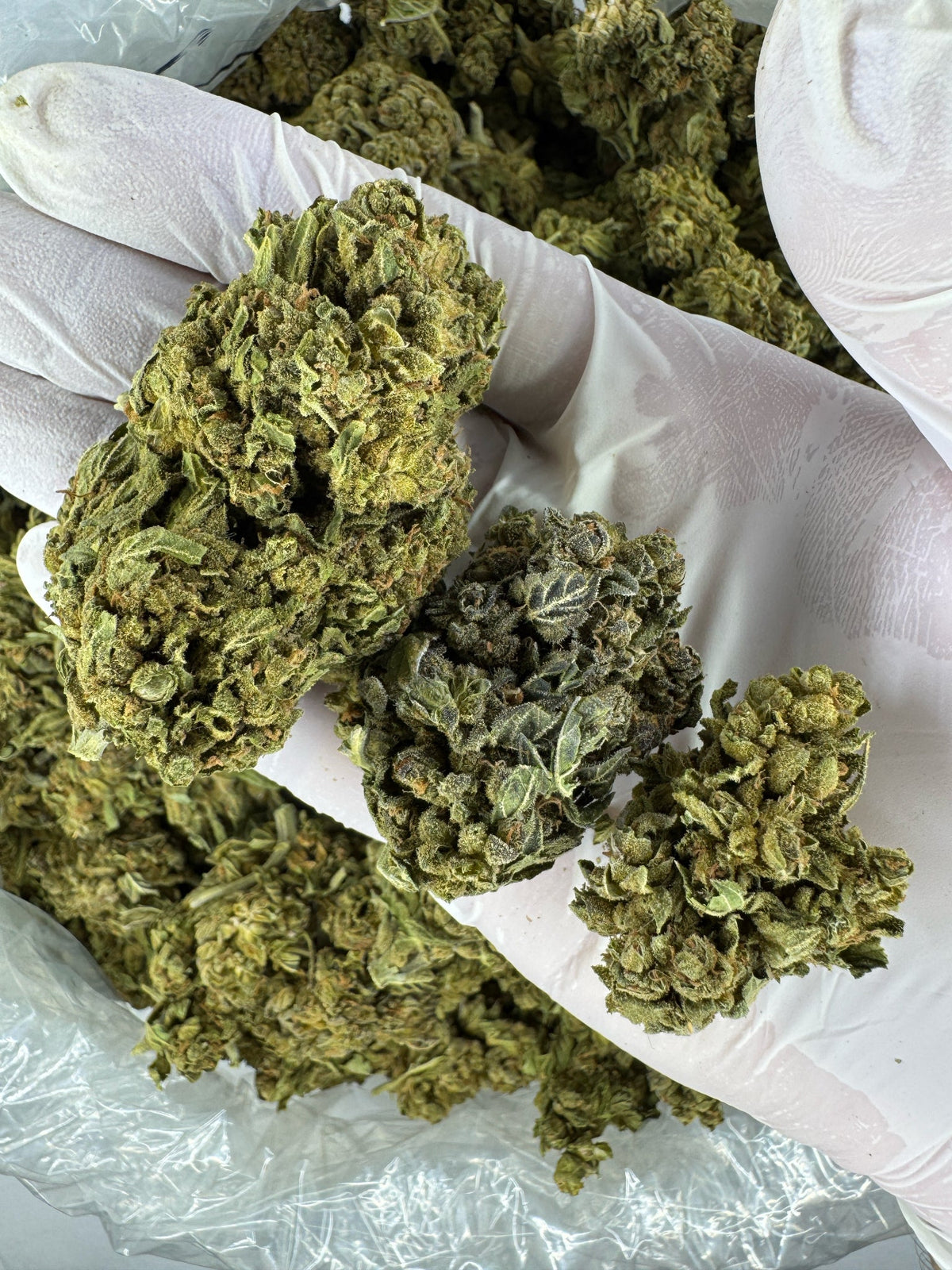 Blueberry Head Smoke - BULK - Indoor
