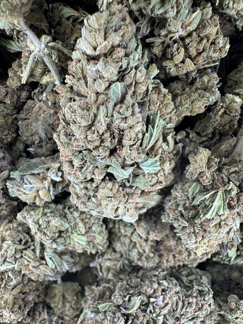 Caramel Apple Pop - BULK - Indoor