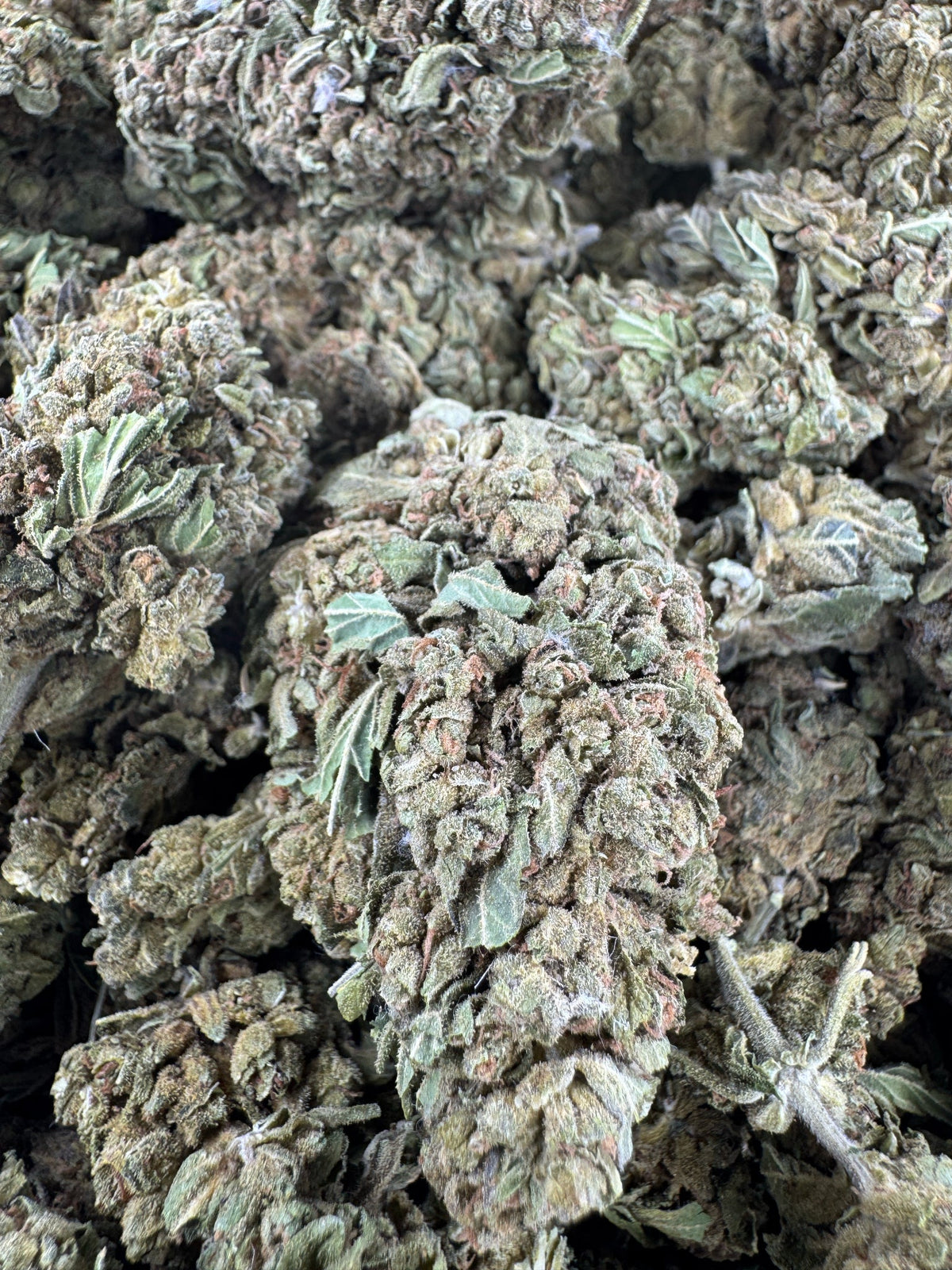 Super Jack - BULK - Indoor
