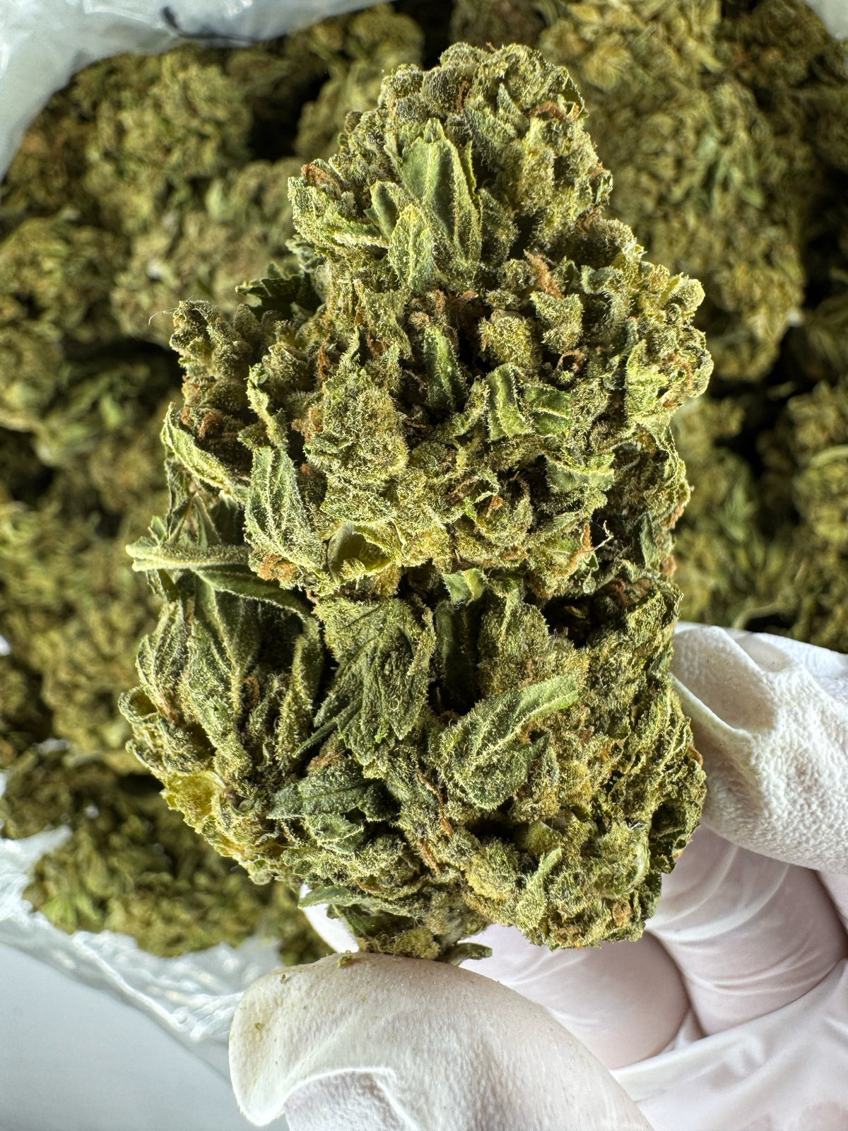 Super Jack - BULK - Indoor