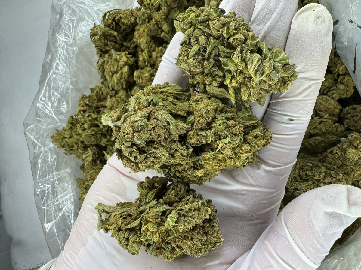 Super Jack - BULK - Indoor