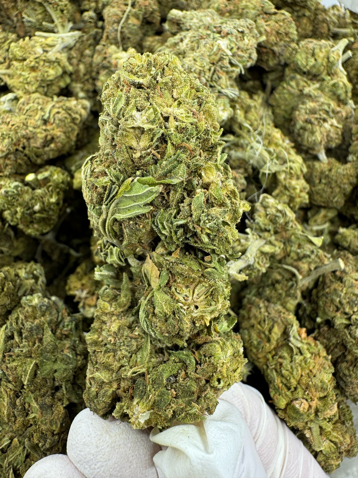 Ghost Train Haze - Indoor