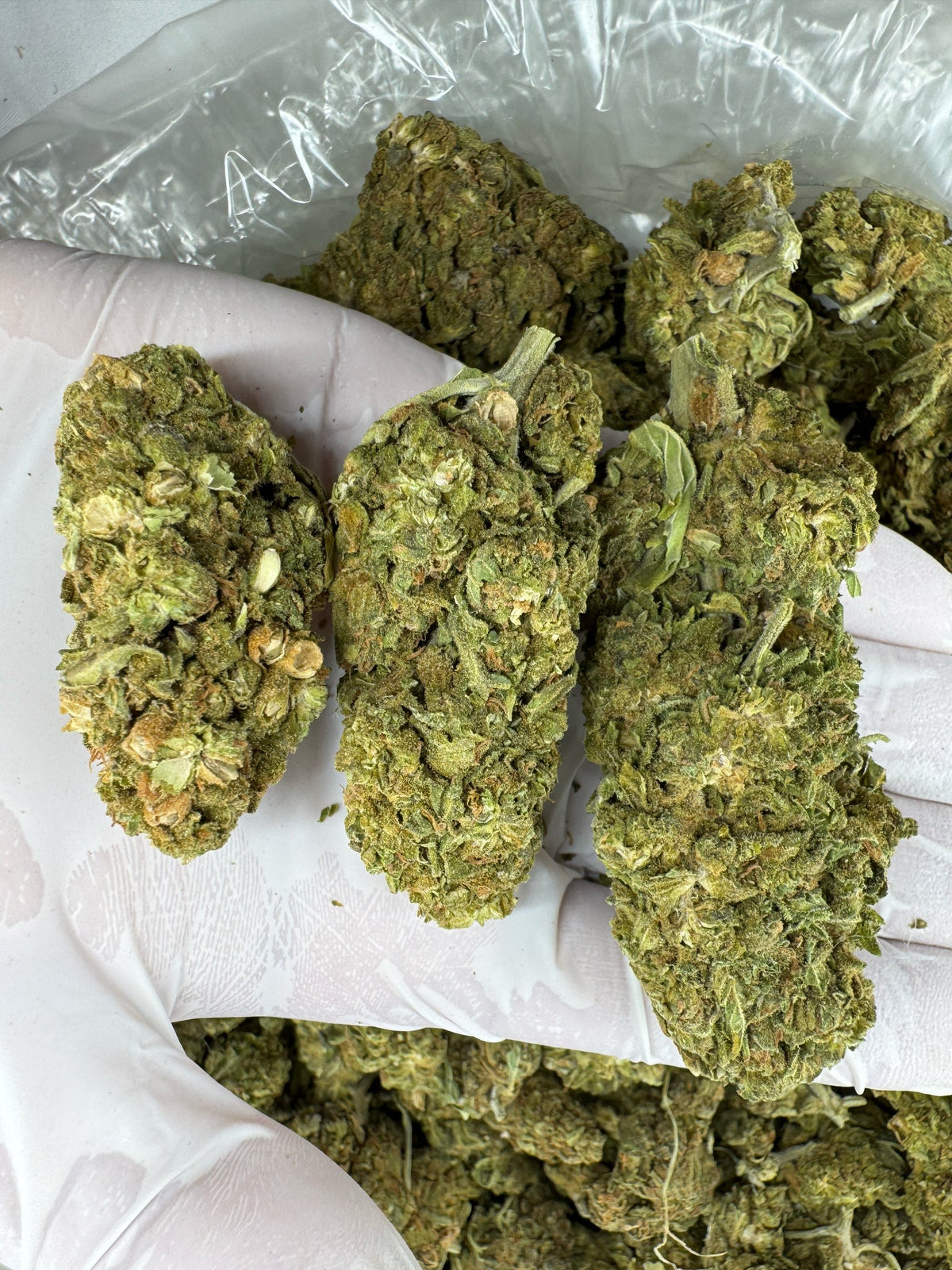 Super Jack - BULK - Indoor