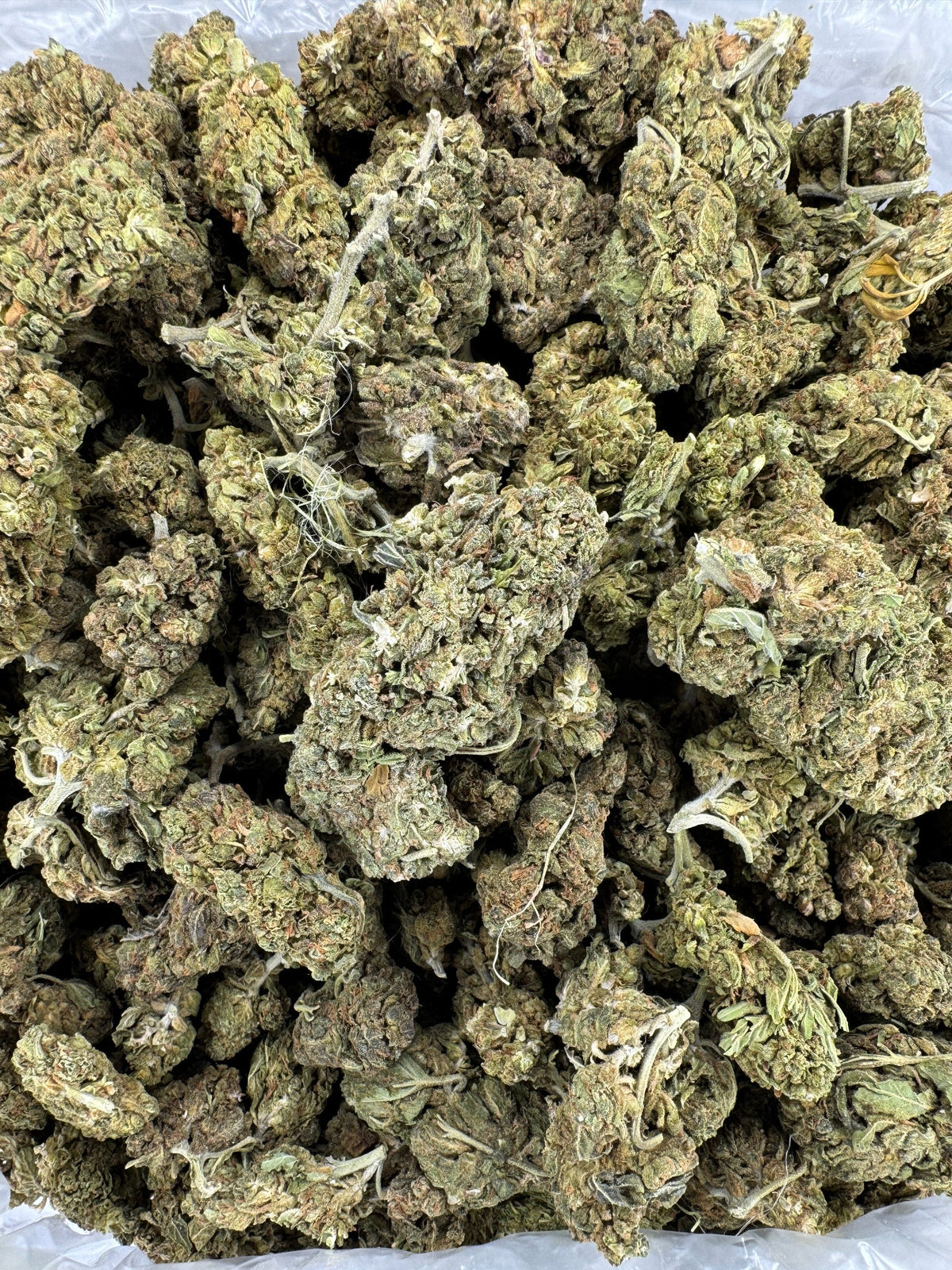 Chem Dawg - Indoor