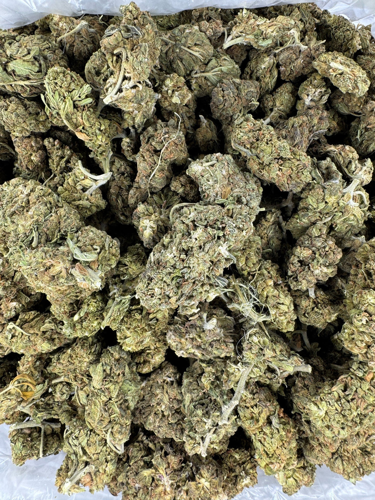 Ghost Train Haze - Indoor