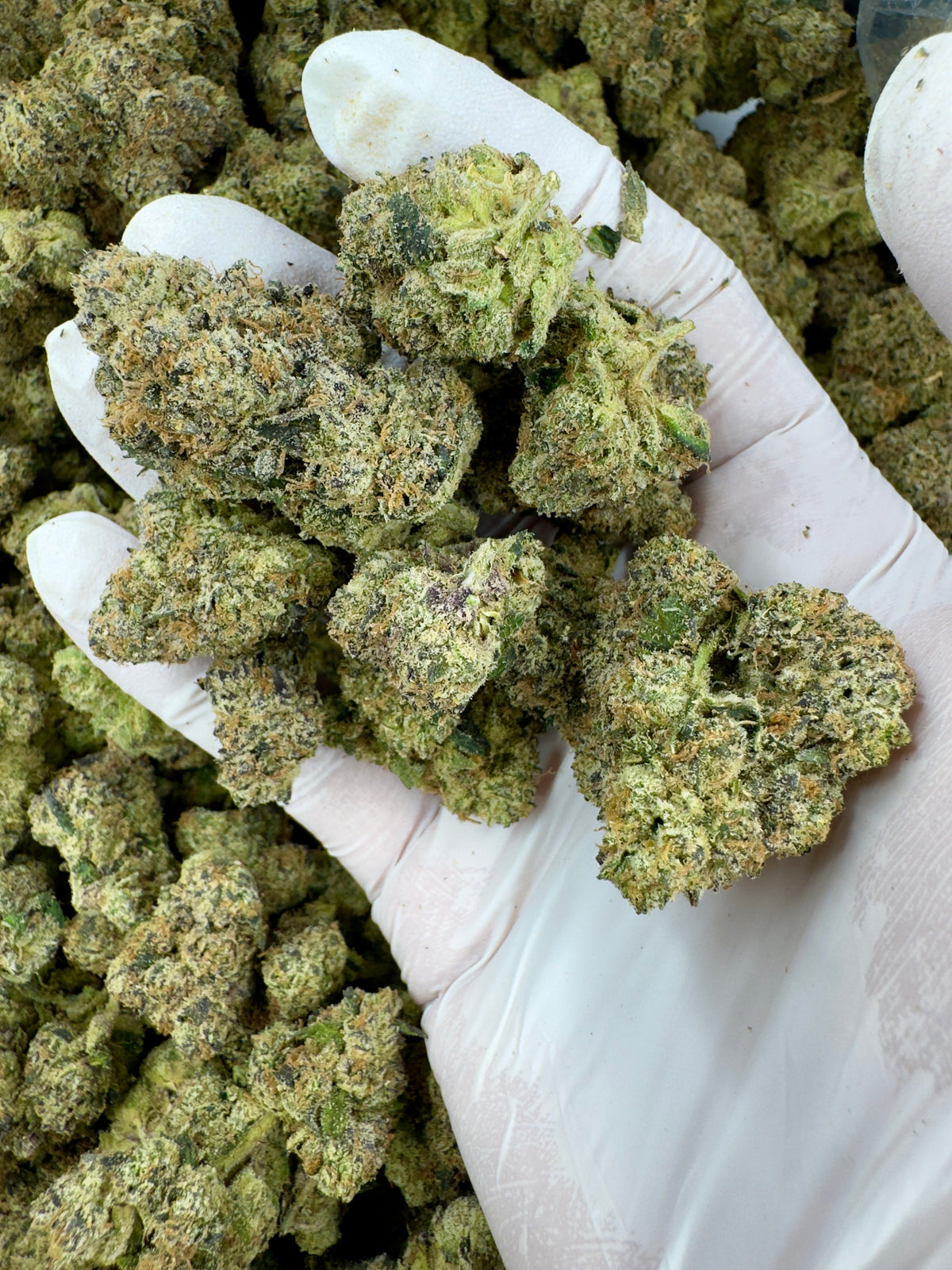 Velvet Lemon Magic - Indoor