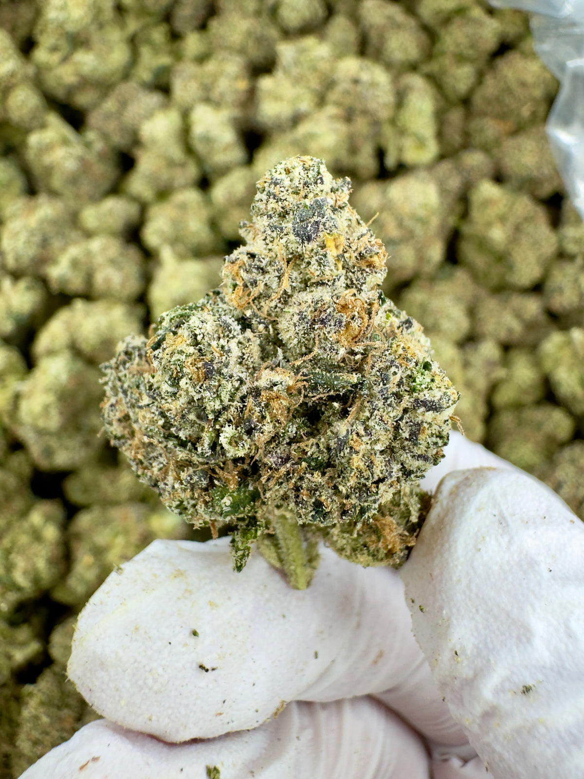 Velvet Lemon Magic - Indoor