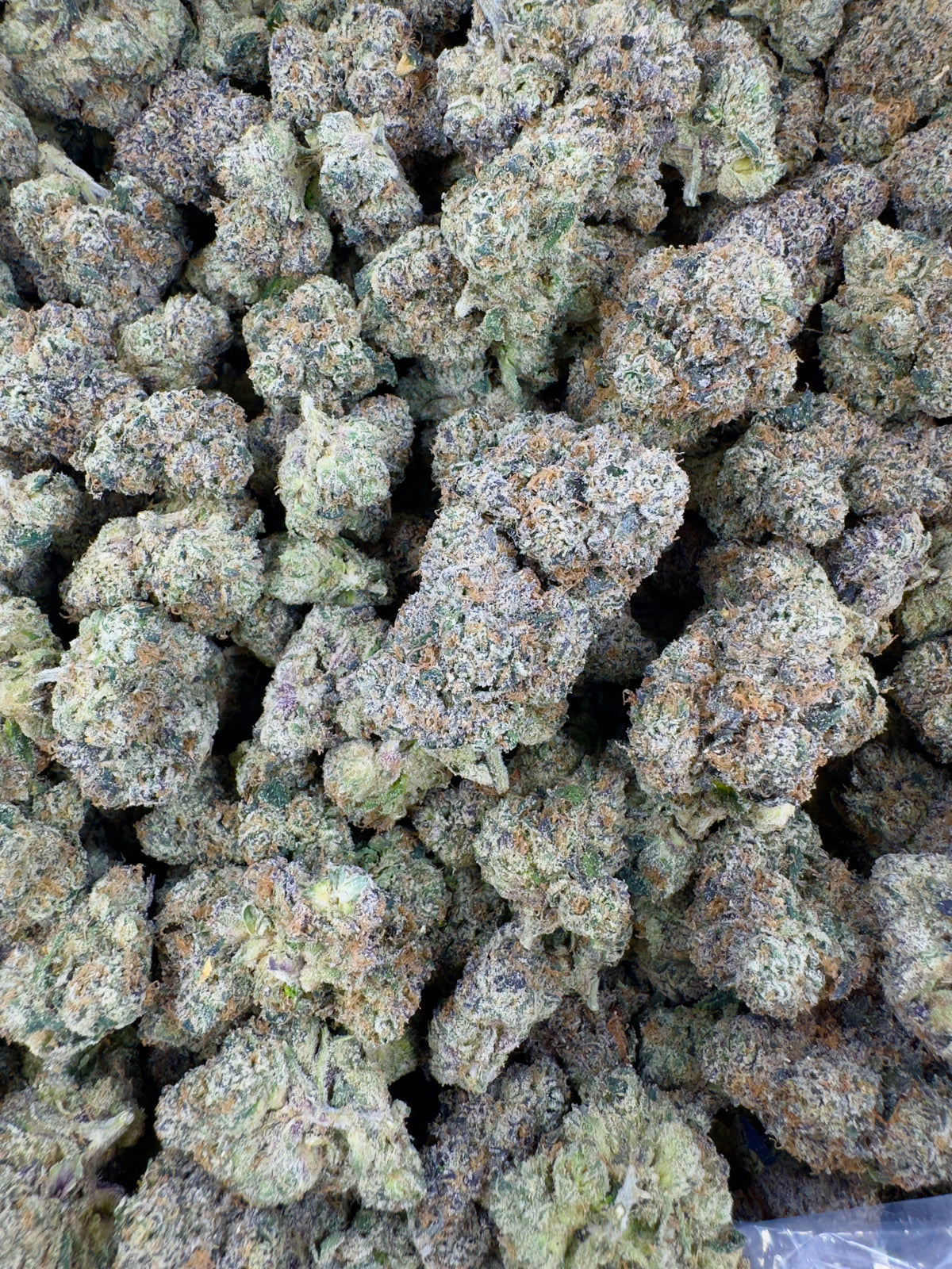 Velvet Lemon Magic - Indoor