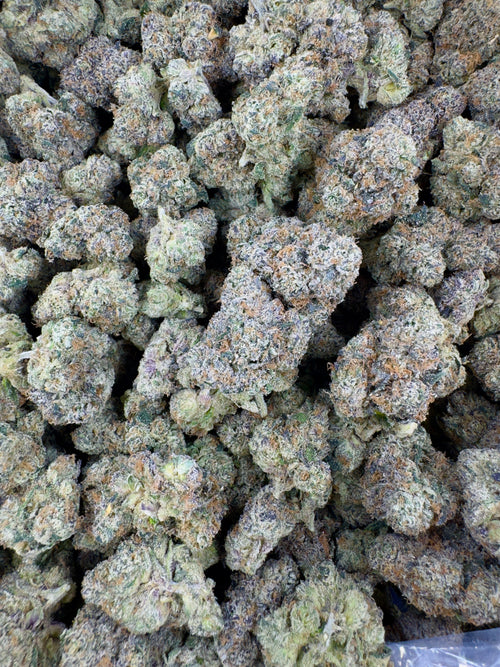 BULK - Velvet Lemon Magic - Indoor