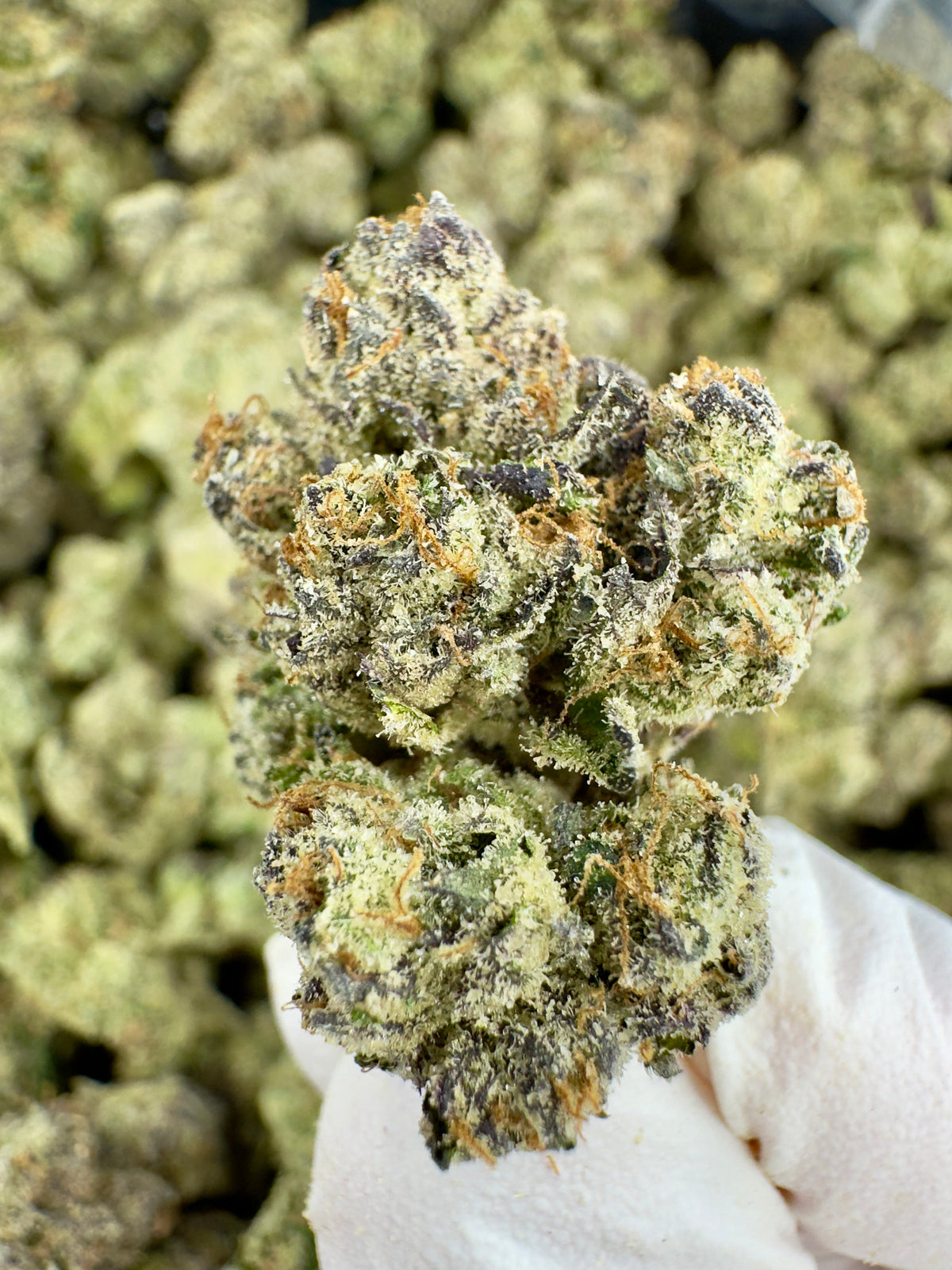 BULK - Velvet Cherry Crush - Indoor