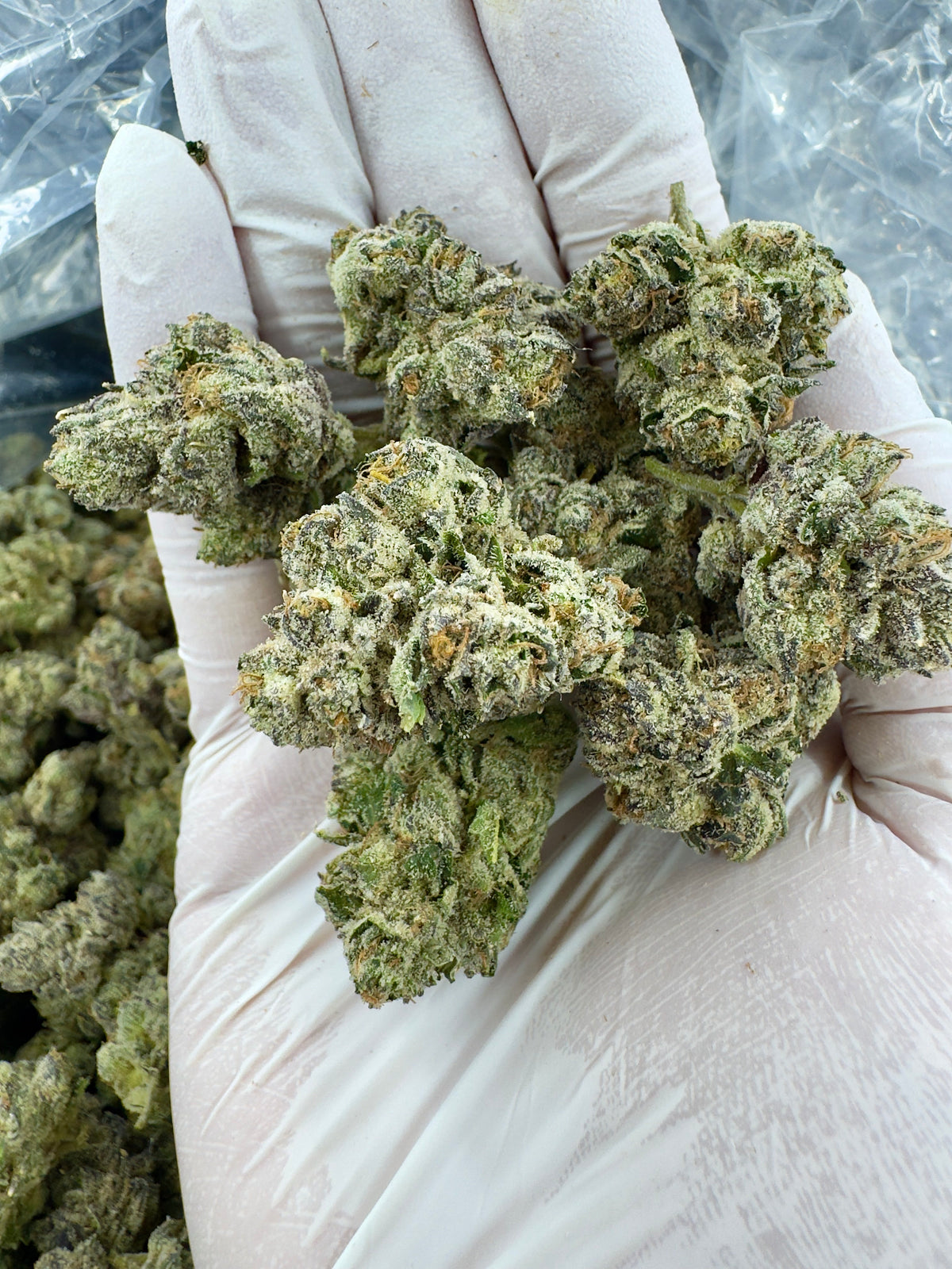 BULK - Velvet Cherry Crush - Indoor