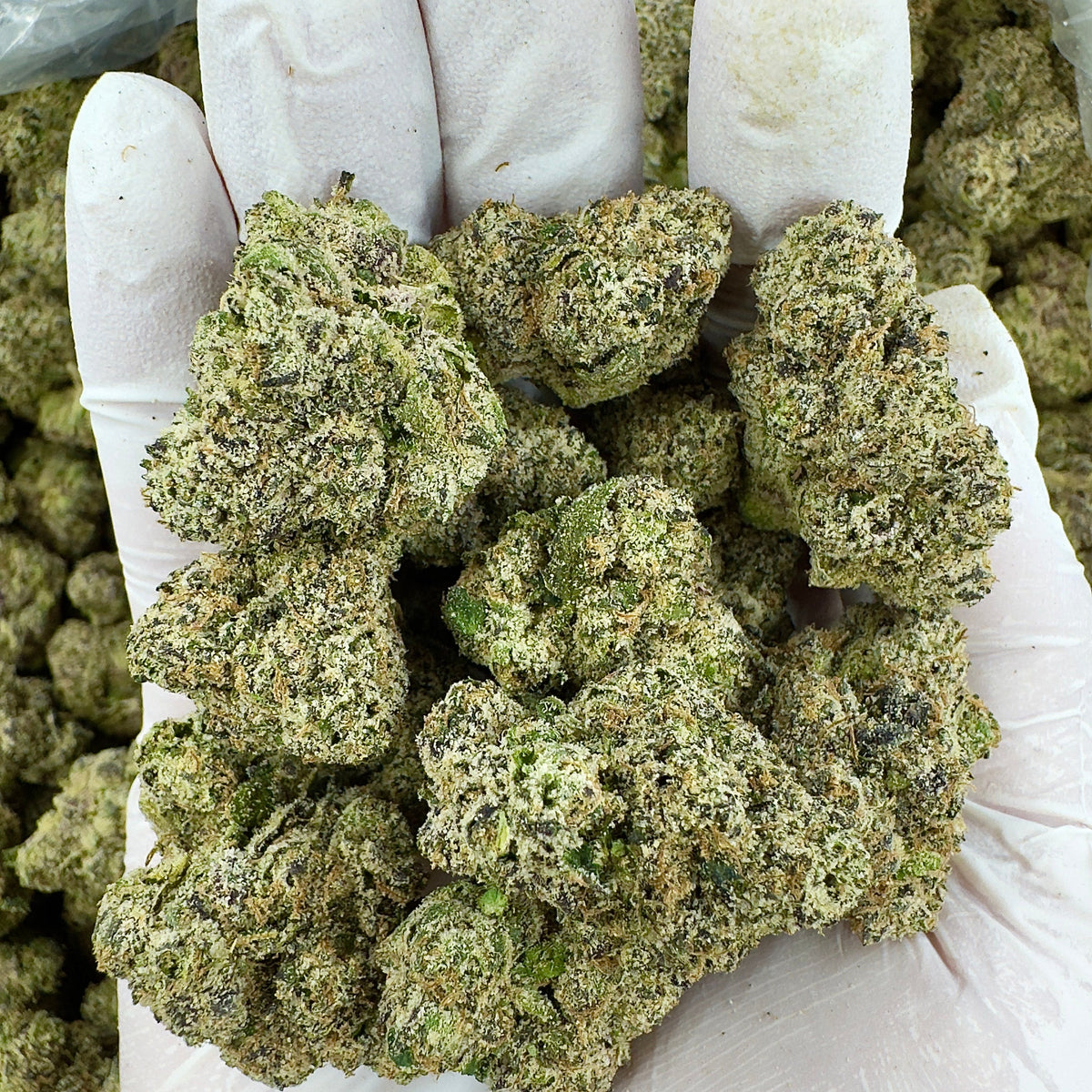BULK - Tropical Cherry Haze- Indoor