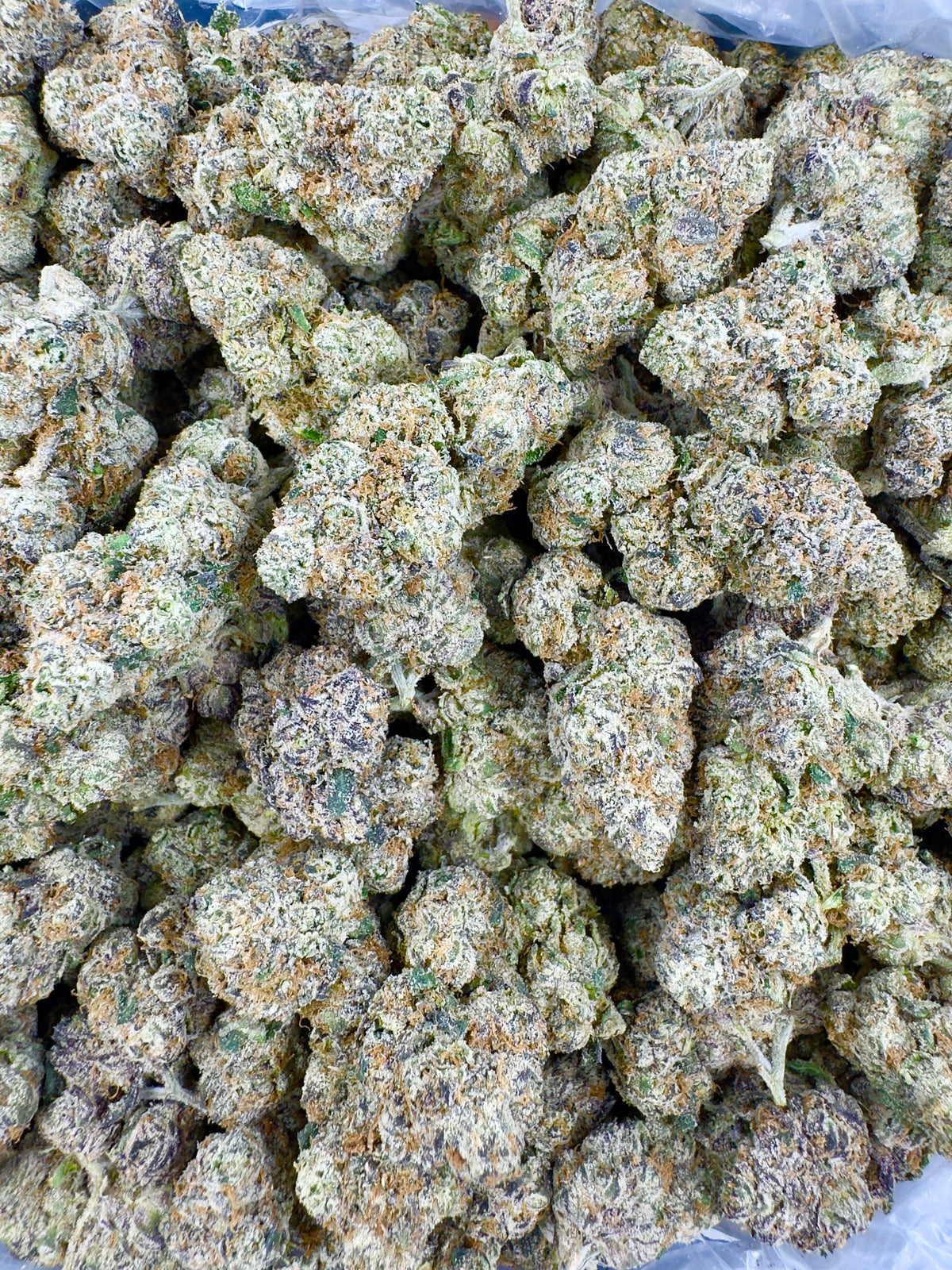 BULK - Tangy Lemon Haze - Indoor