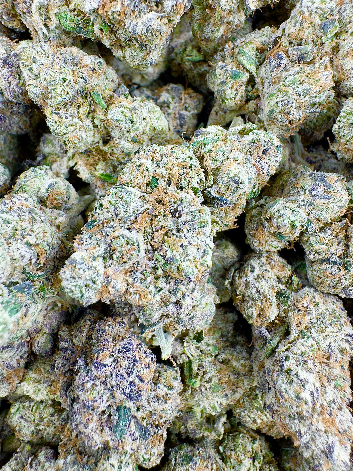 BULK - Tangy Lemon Haze - Indoor