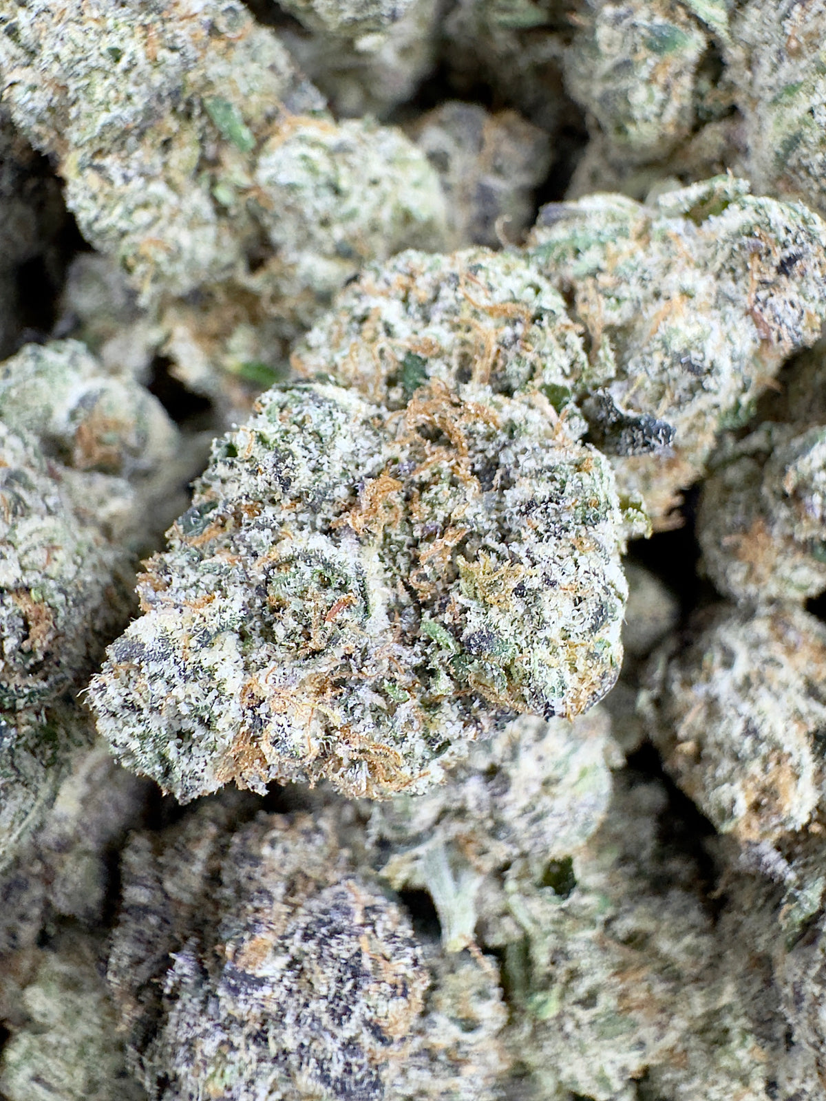 BULK - Tangy Lemon Haze - Indoor