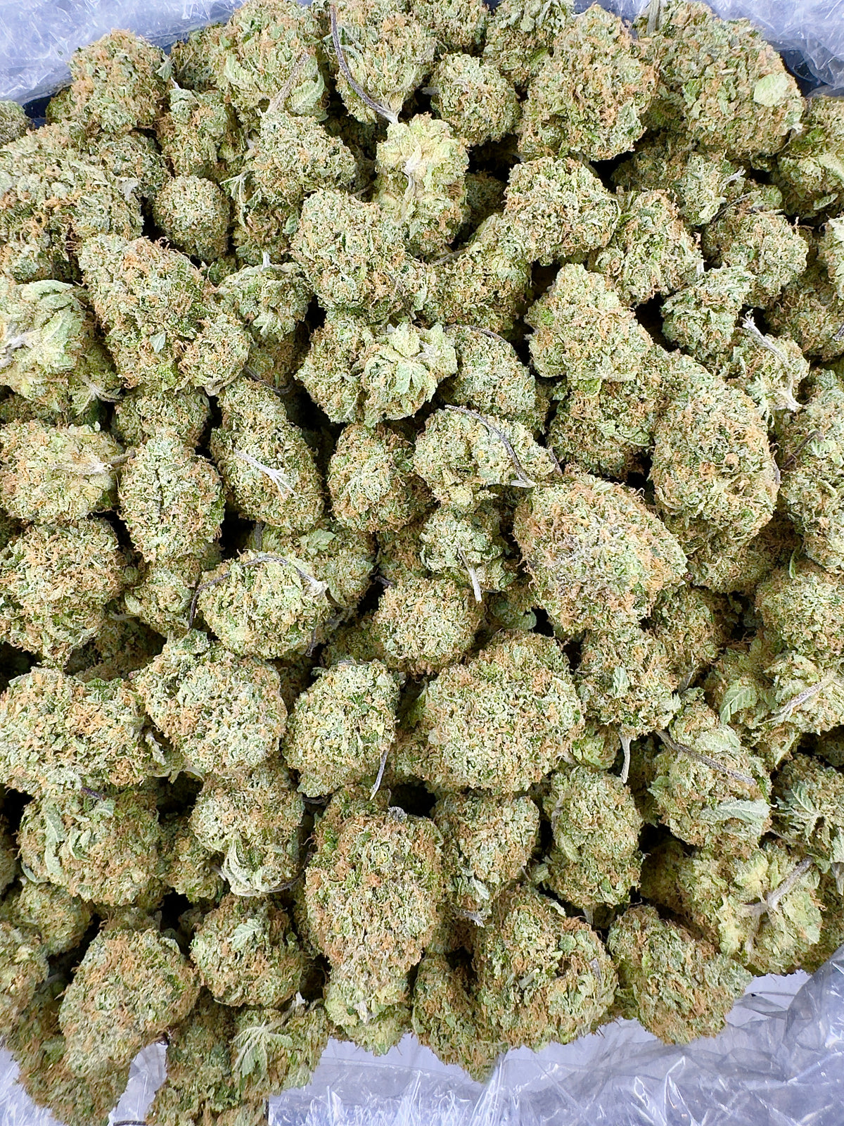 BULK - Sweet N Sour Cherry - Indoor