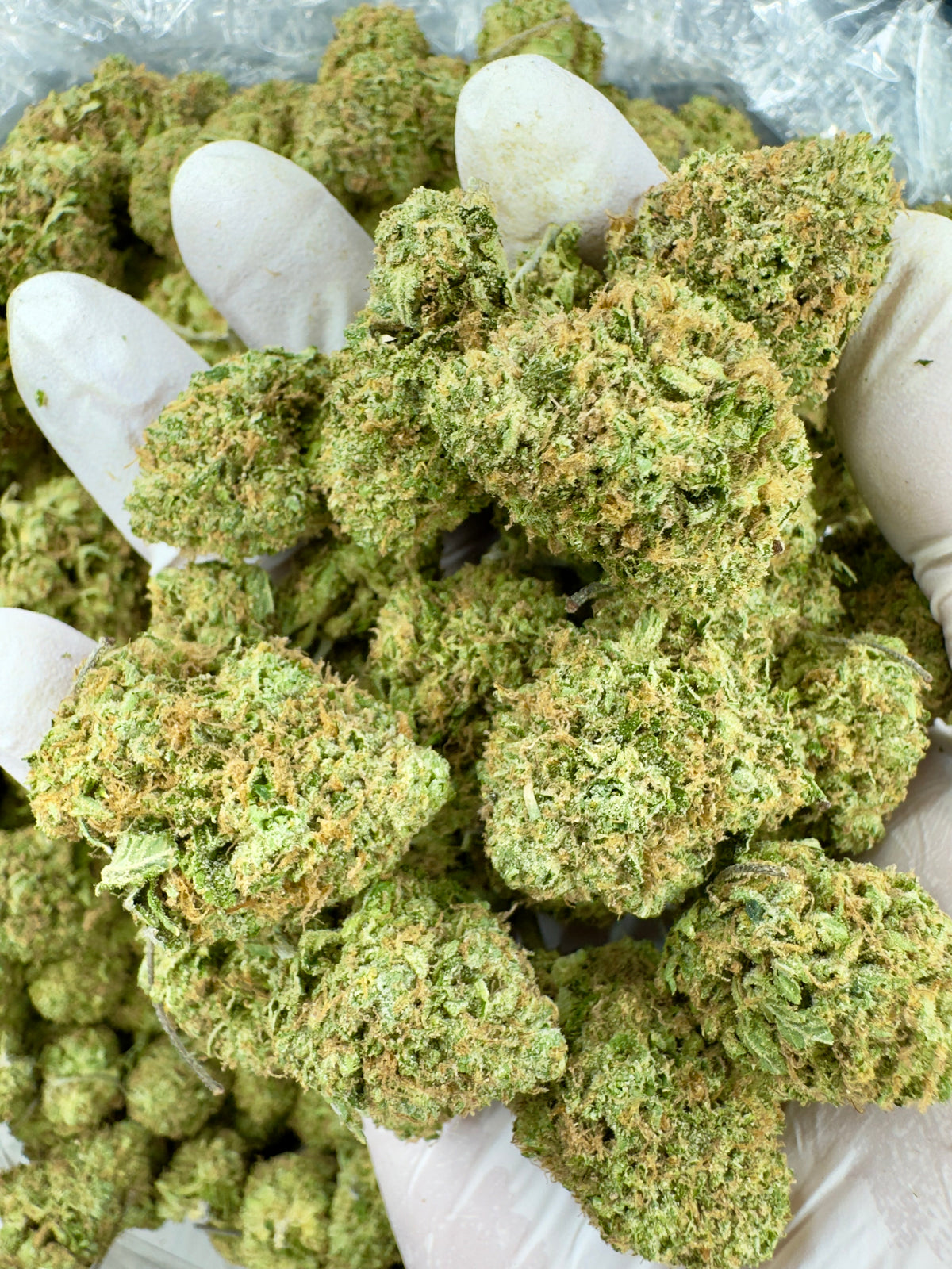 BULK - Sweet N Sour Cherry - Indoor