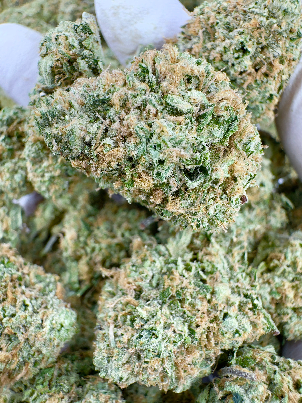 BULK - Sweet N Sour Cherry - Indoor