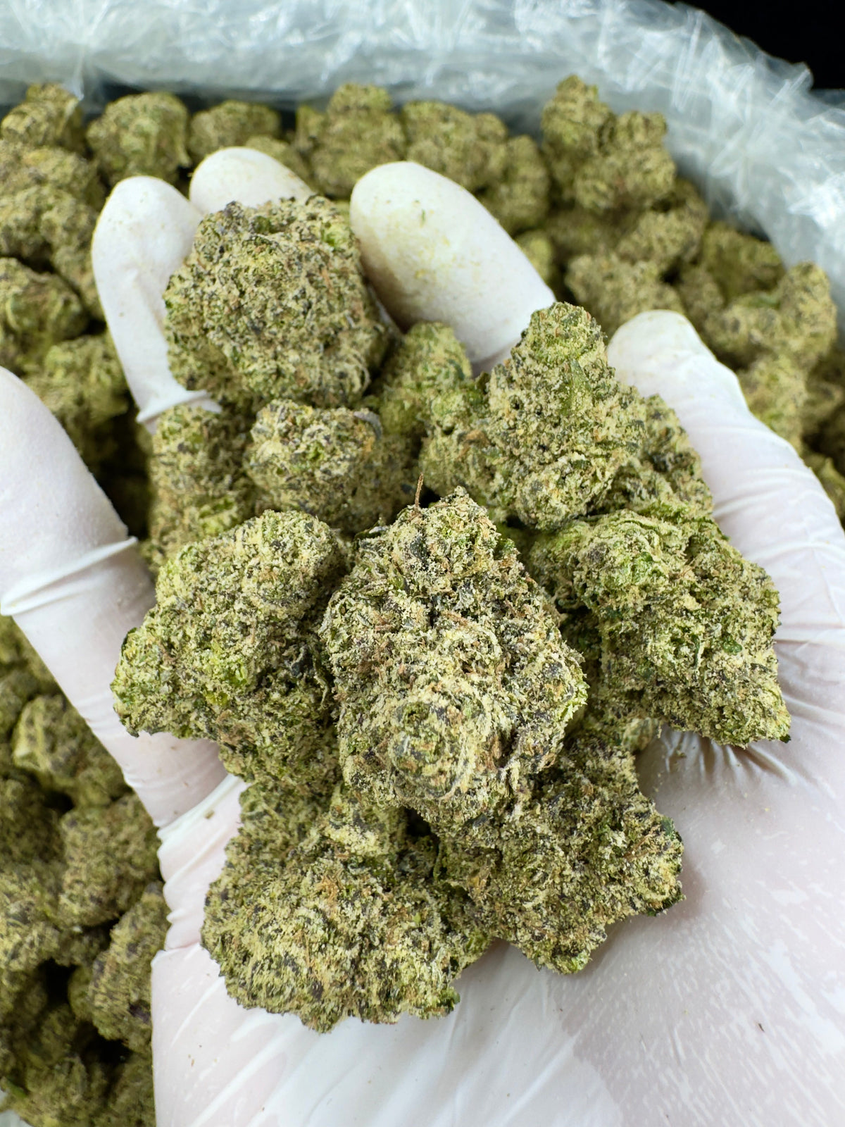Sour Cherry Punch - Indoor