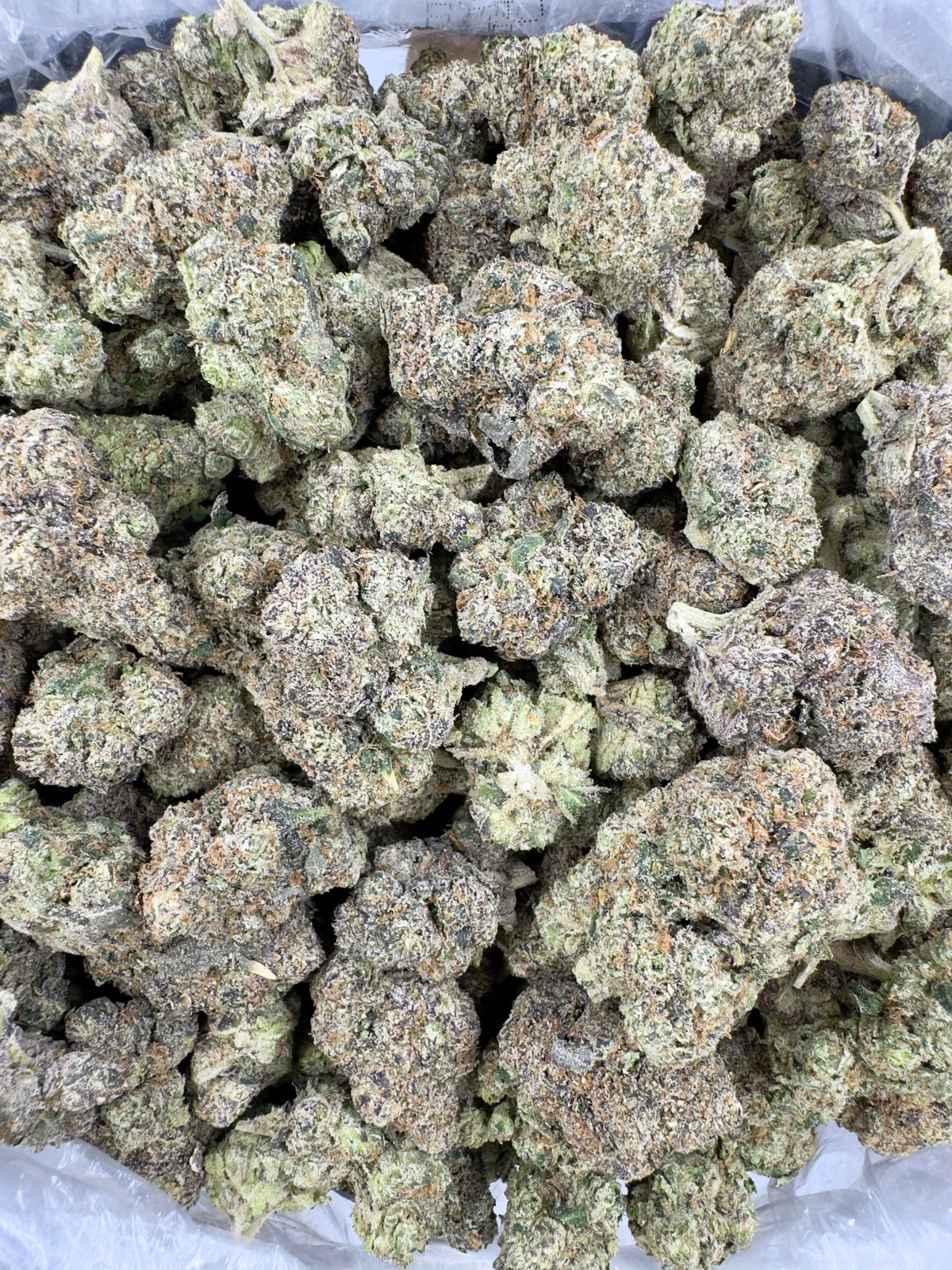 Rainbow Ripper - Indoor