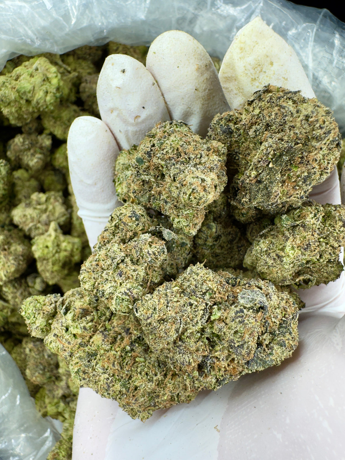 Rainbow Ripper - Indoor