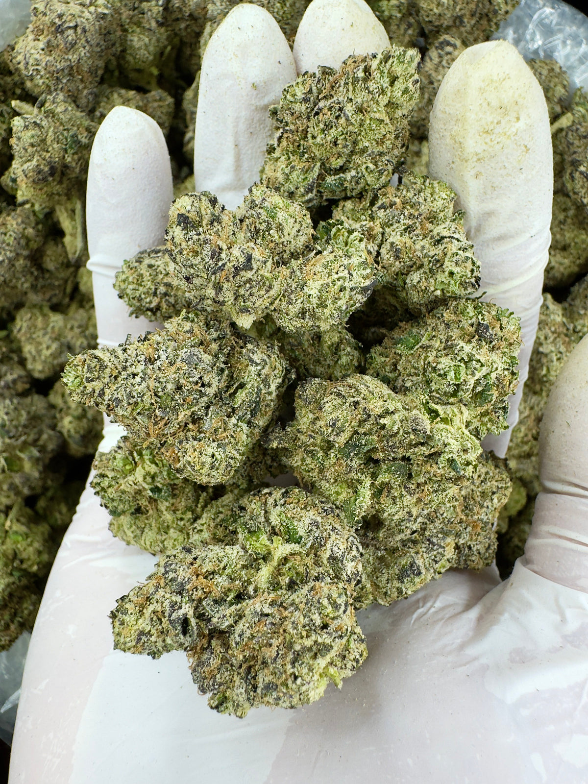 Lemon Cherry Diesel - Indoor