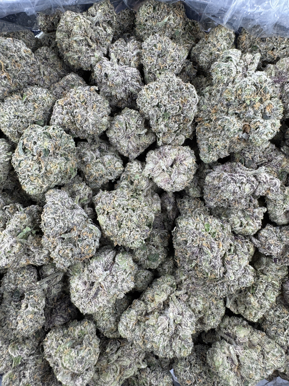 Frosted Cherry Bomb - Indoor