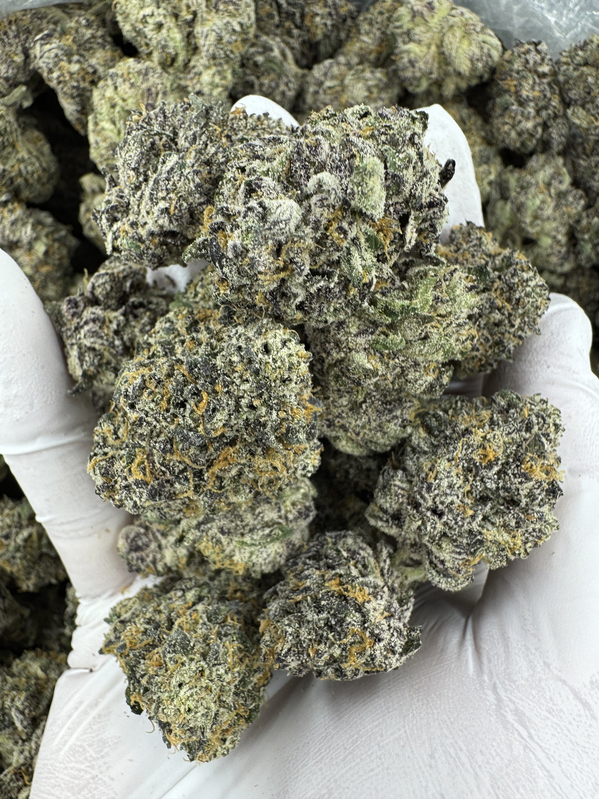Frosted Cherry Bomb - Indoor